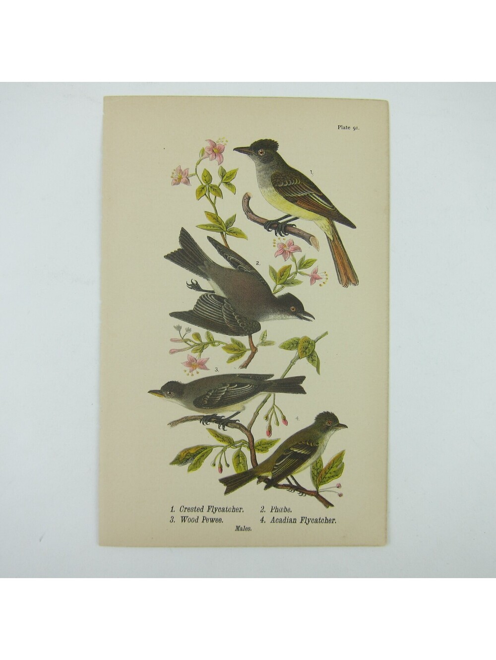 Bird Lithograph Print Crested Flycatcher Phoebe Wood Pewee Acadian Antique 1890